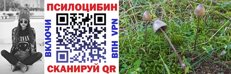 где можно купить   Северодвинск  Галлюциногенные грибы MAGIC MUSHROOMS 
